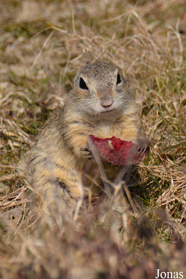 Spermophilus citellus