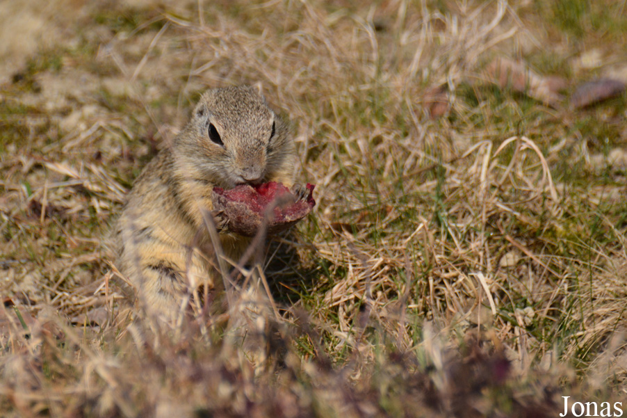 Spermophilus citellus