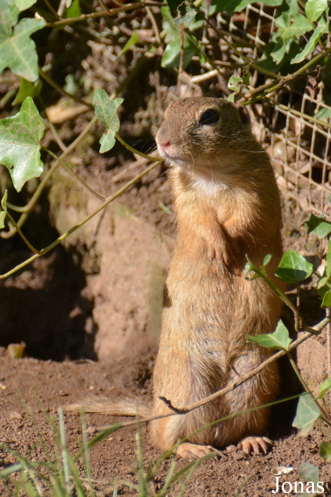 Spermophilus citellus