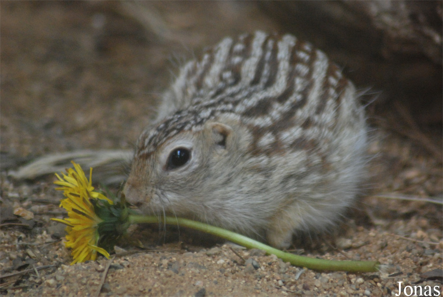 Spermophilus tridecemlineatus