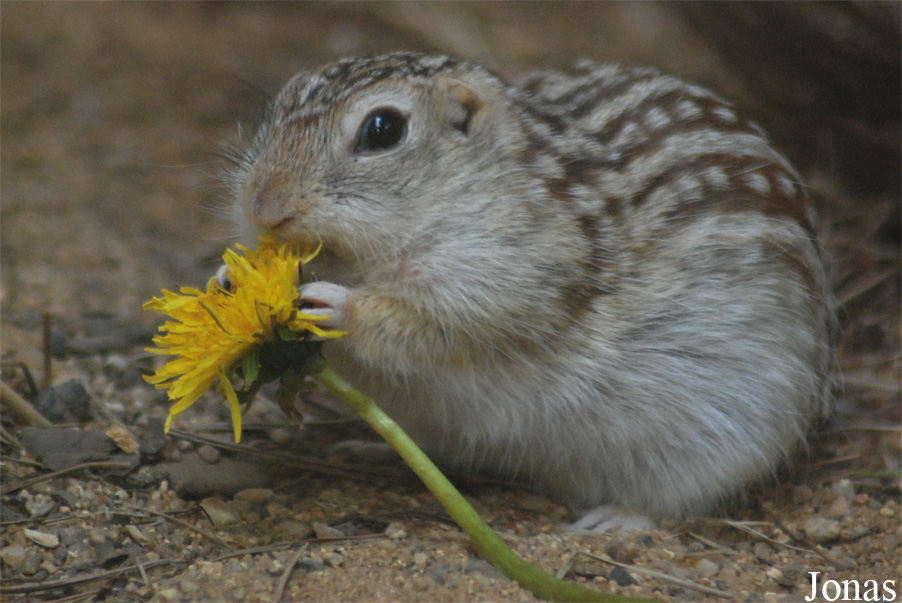 Spermophilus tridecemlineatus