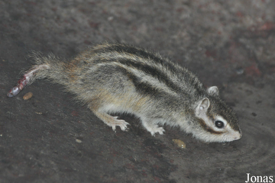 Tamias sp.