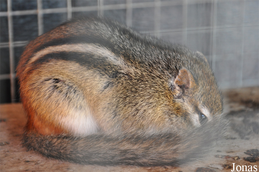 Tamias striatus