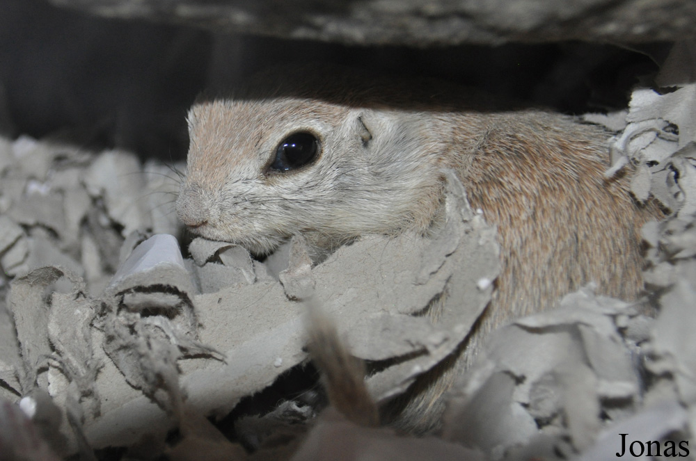 Xerospermophilus tereticaudus