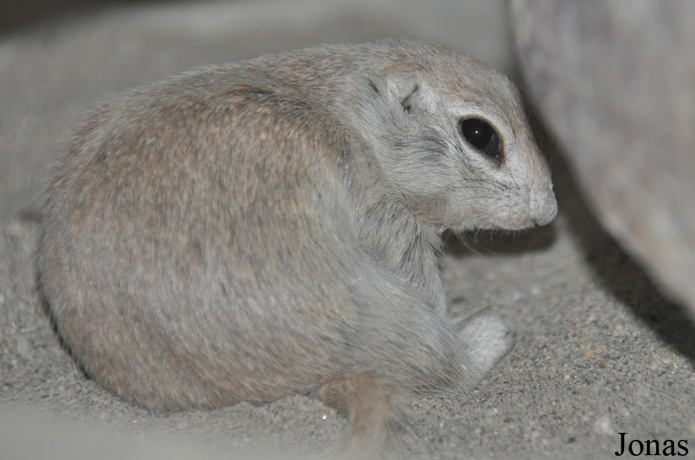 Xerospermophilus tereticaudus
