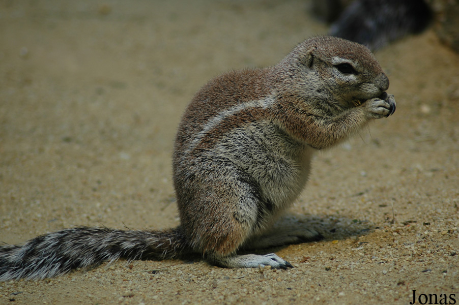 Xerus inauris