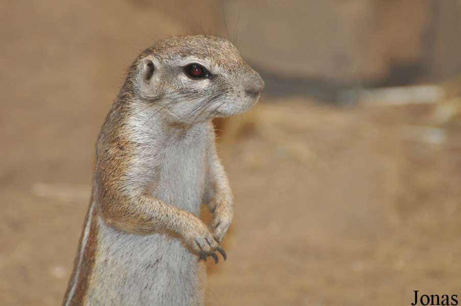 Xerus inauris