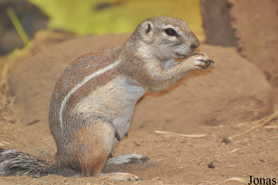 Xerus inauris