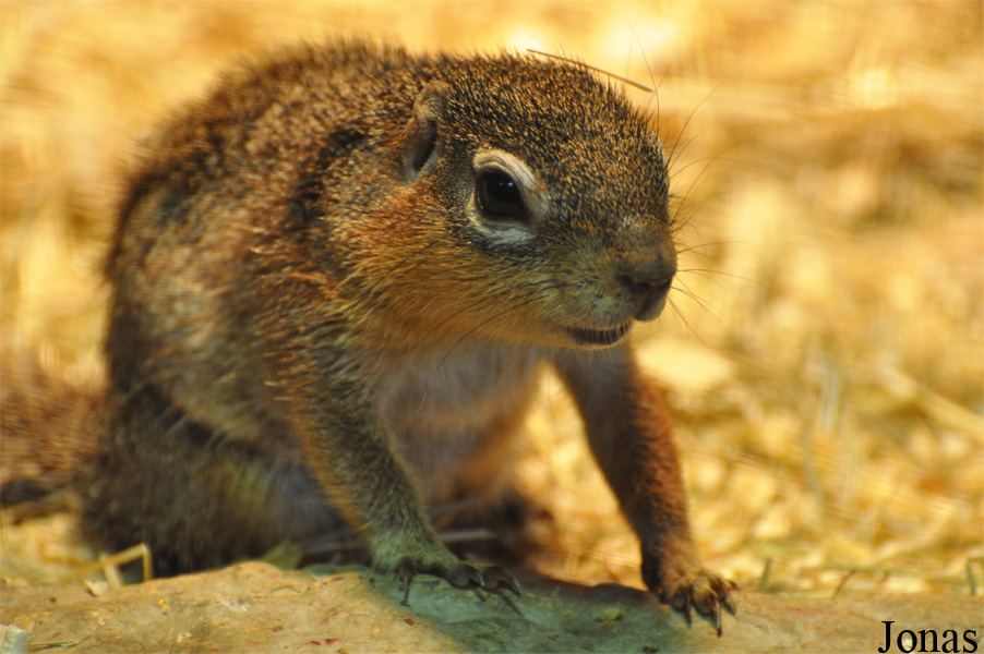 Xerus rutilus