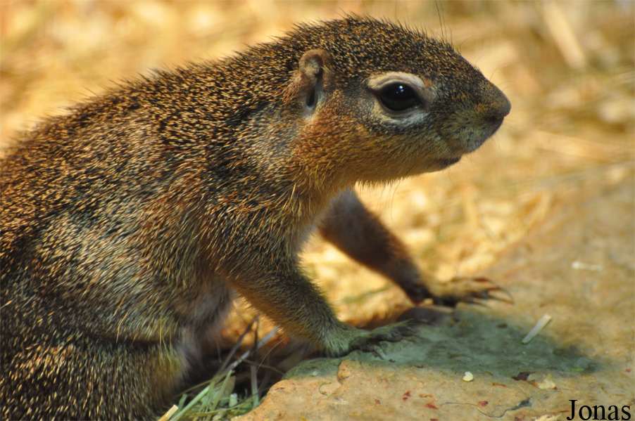 Xerus rutilus