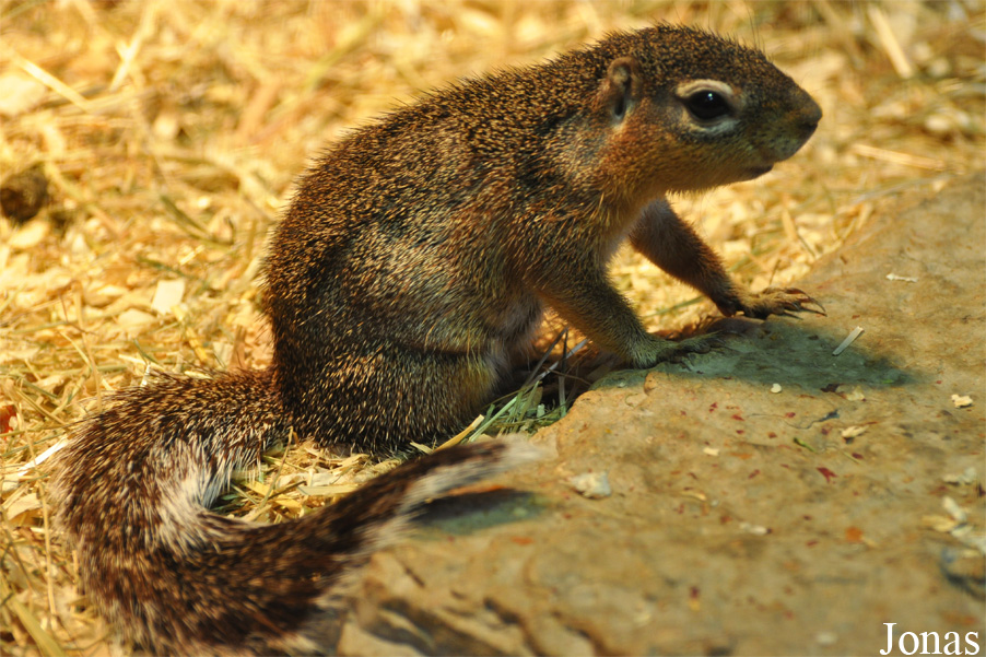 Xerus rutilus