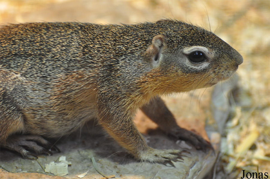 Xerus rutilus