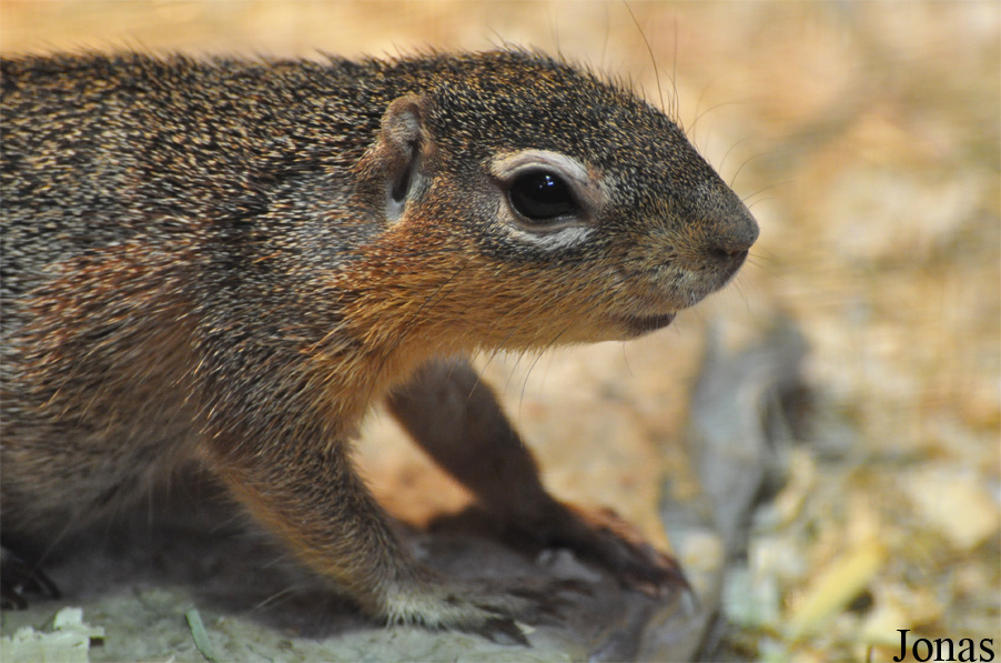 Xerus rutilus