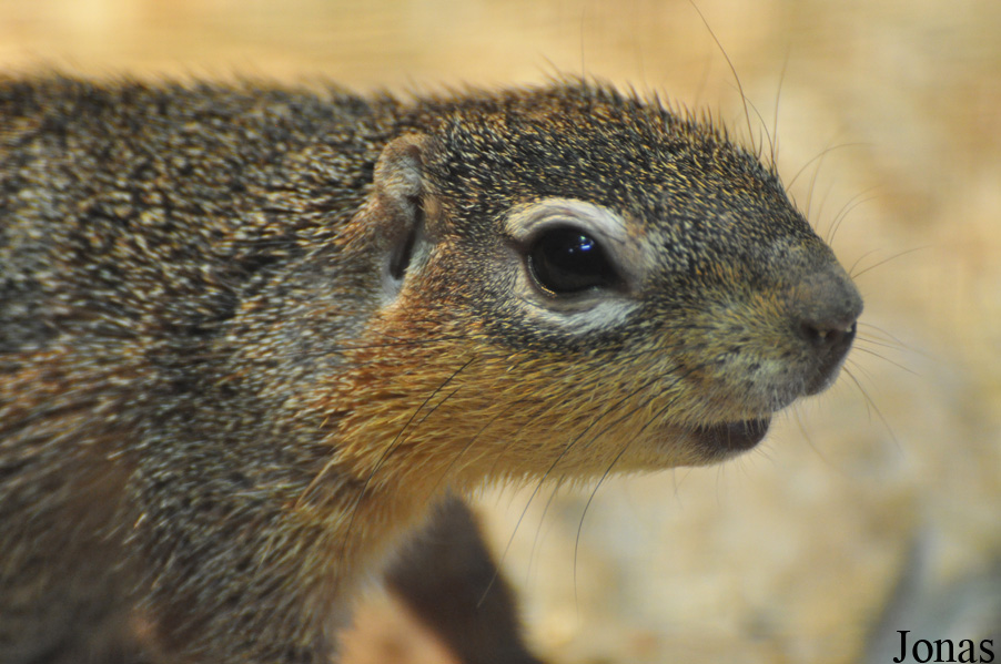 Xerus rutilus