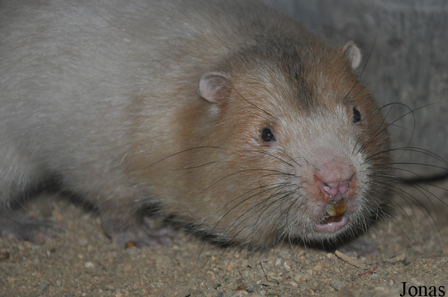 Rhizomys sumatrensis