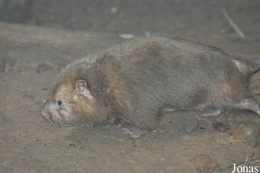 Rhizomys sumatrensis