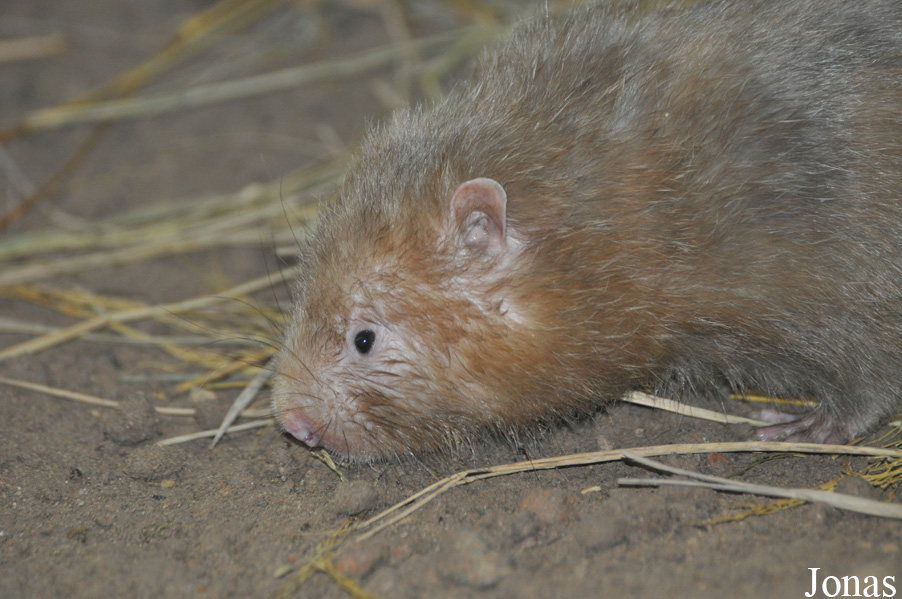 Rhizomys sumatrensis