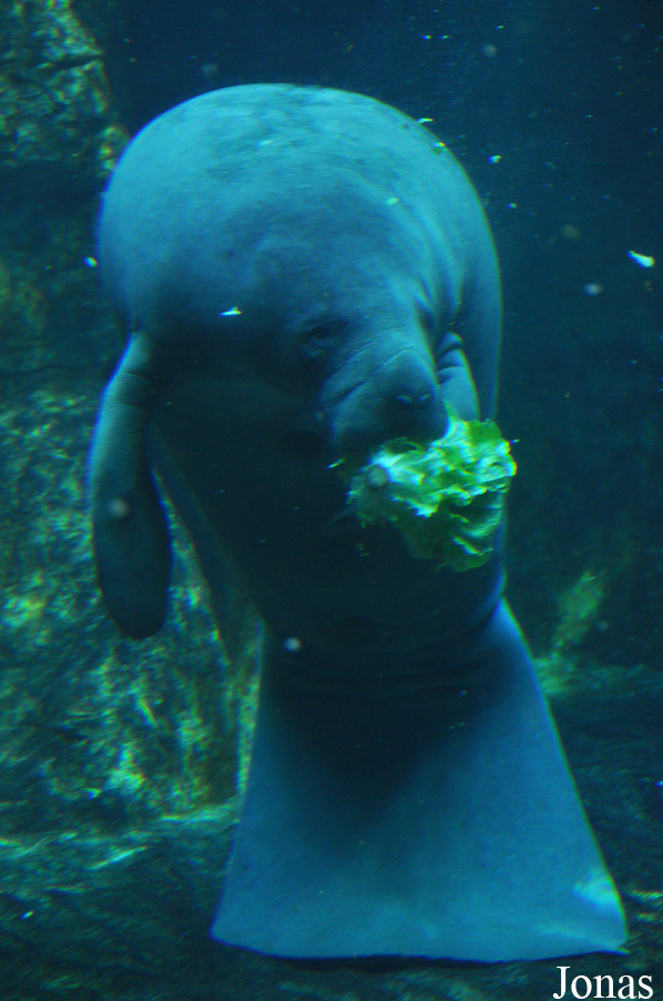 Trichechus manatus