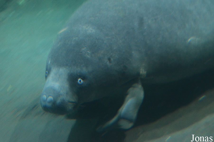 Trichechus senegalensis