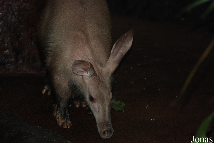 Orycteropus afer