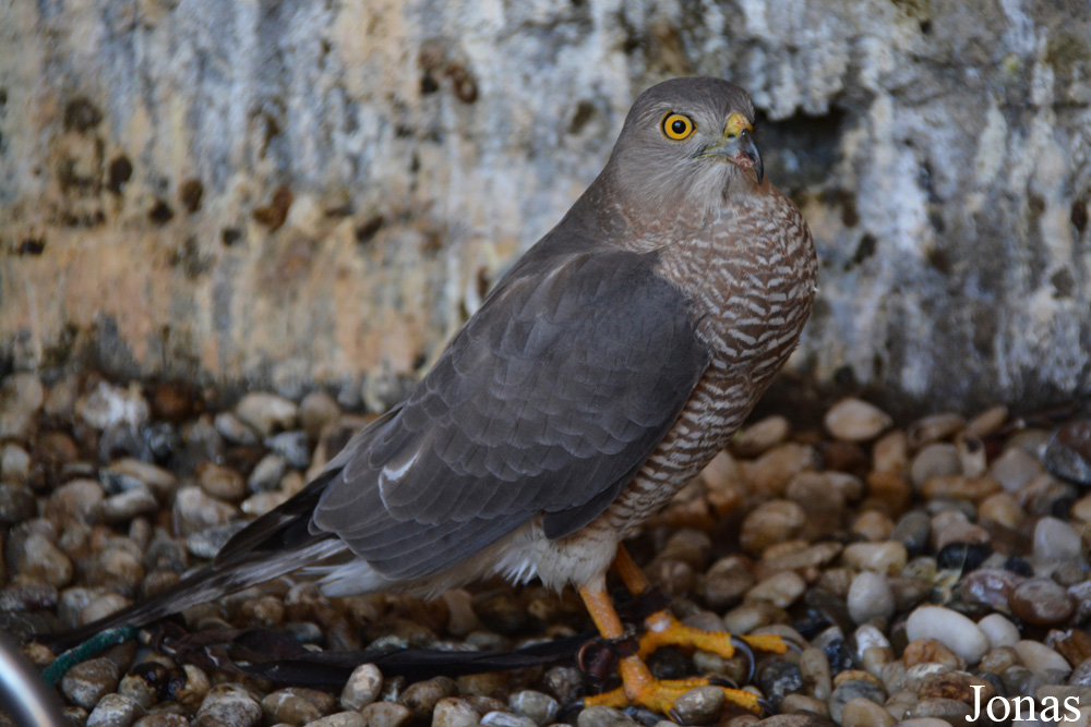Accipiter badius