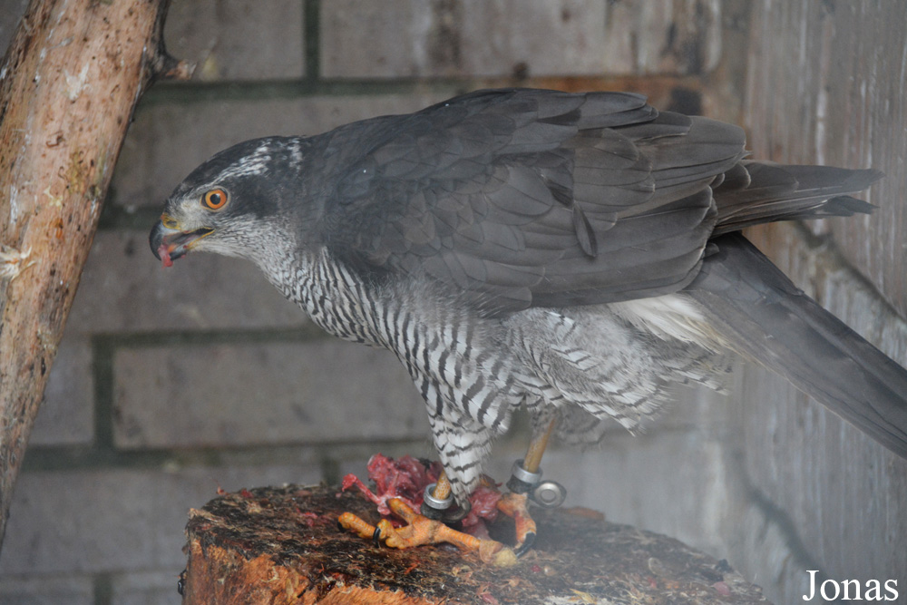 Accipiter gentilis