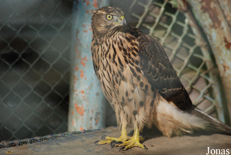 Accipiter gentilis