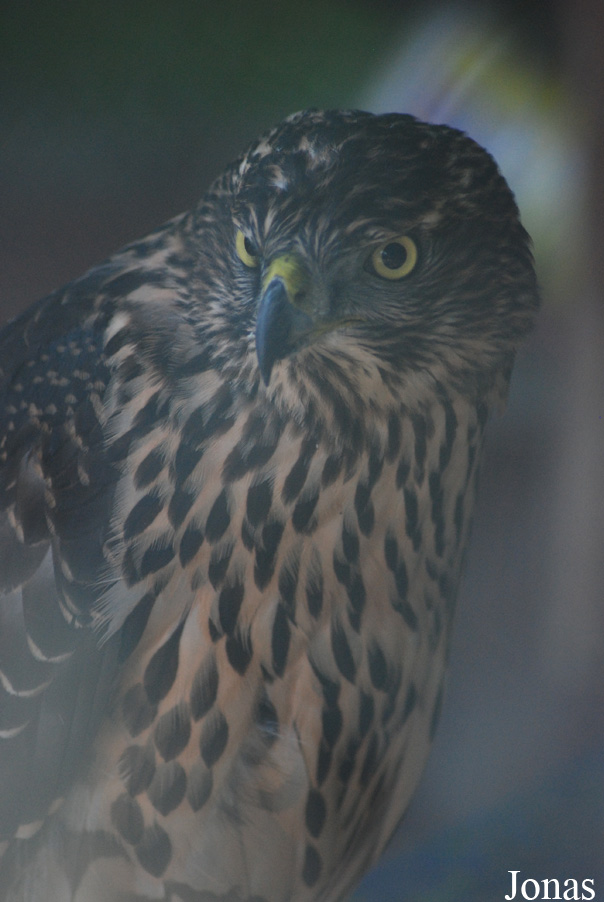 Accipiter gentilis