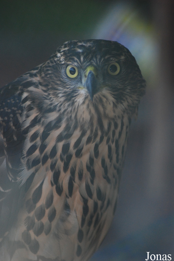 Accipiter gentilis