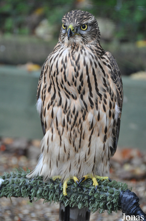 Accipiter gentilis