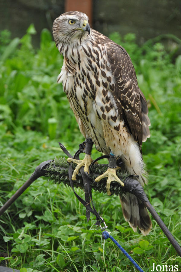 Accipiter gentilis
