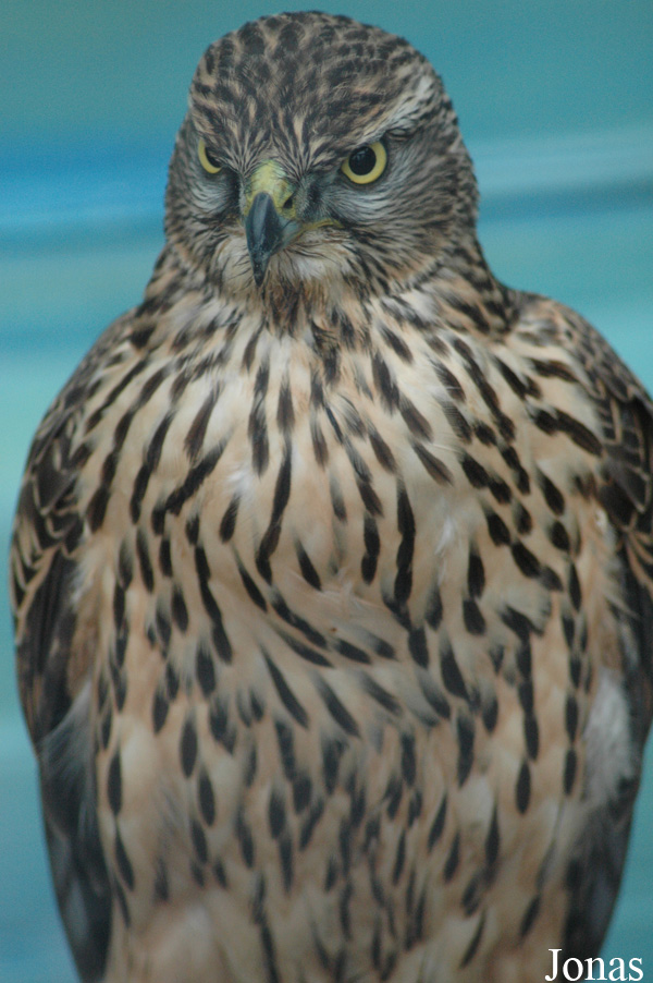 Accipiter gentilis