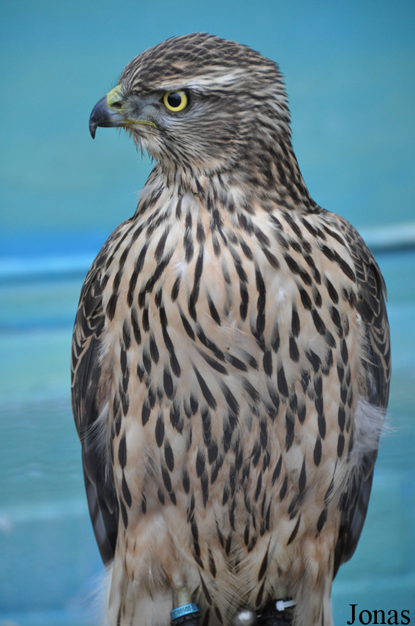 Accipiter gentilis