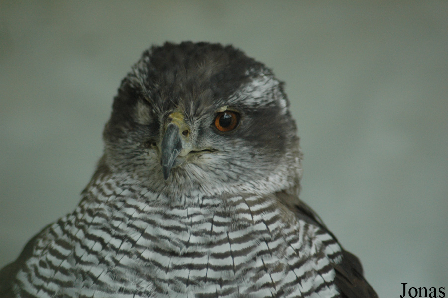 Accipiter gentilis