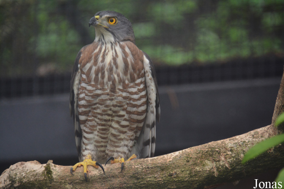 Accipiter trivirgatus
