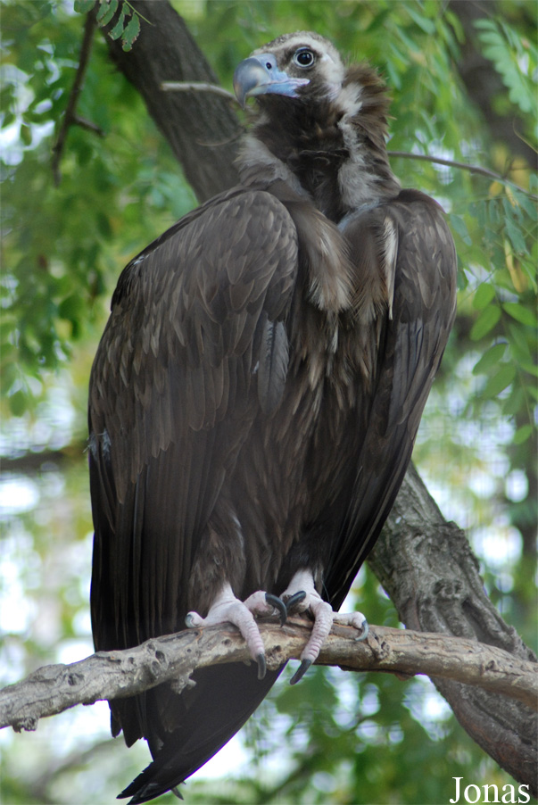 Aegypius monachus