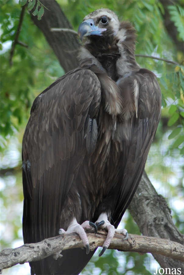Aegypius monachus