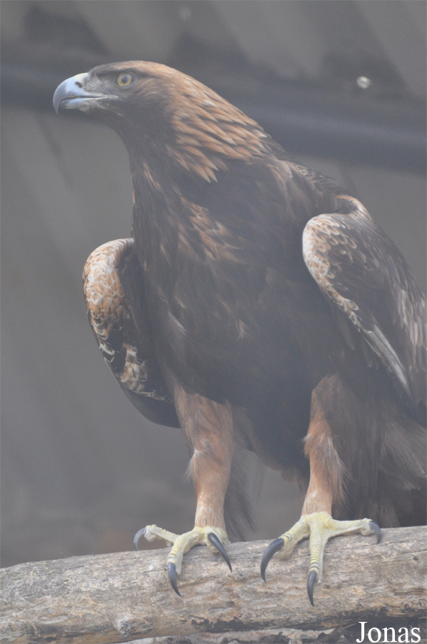 Aquila chrysaetos daphanea