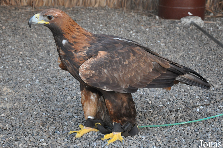 Aquila chrysaetos x nipalensis