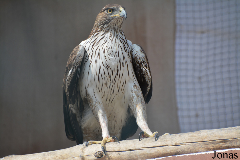Aquila fasciata