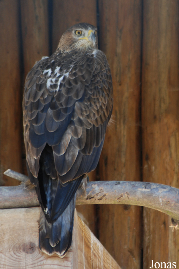 Aquila fasciata