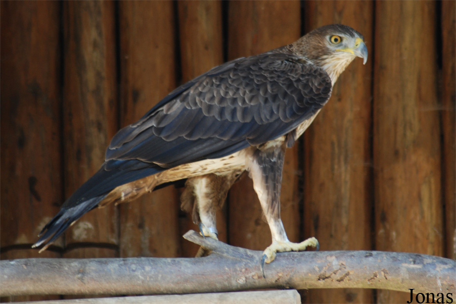 Aquila fasciata