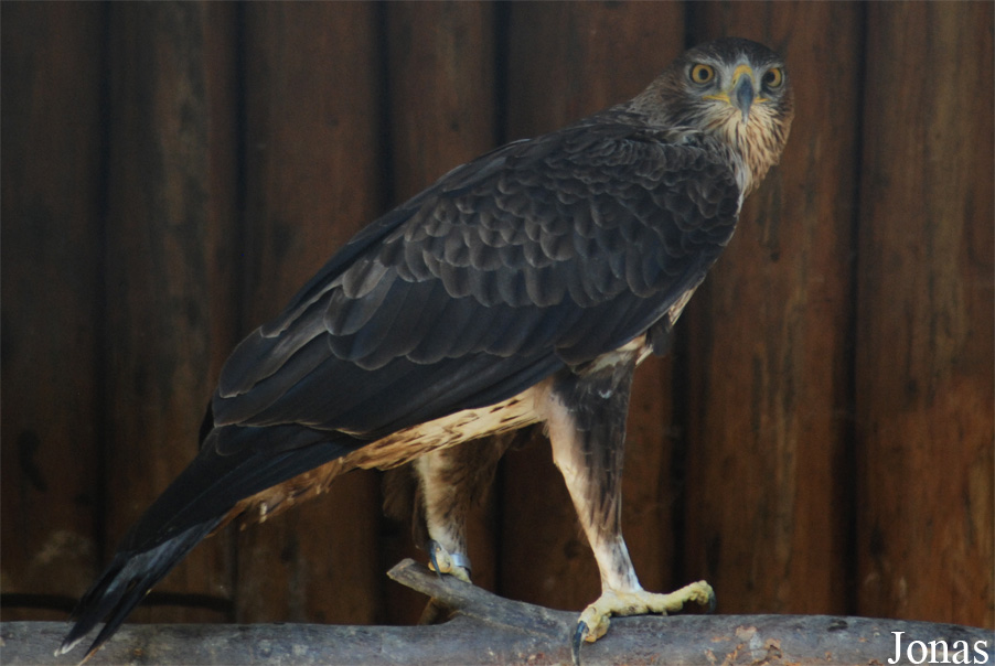 Aquila fasciata