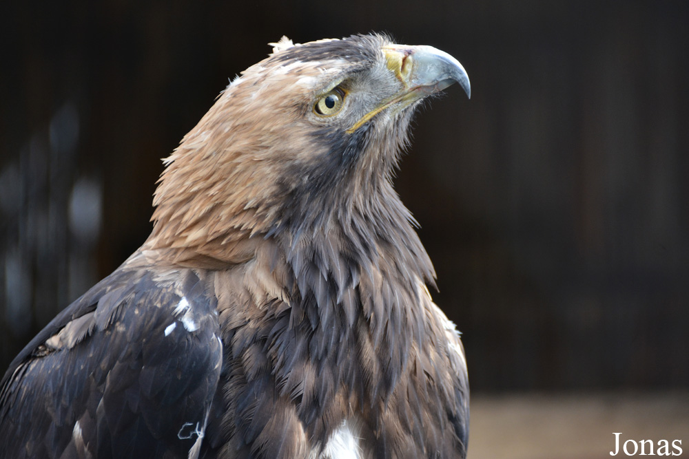 Aquila heliaca