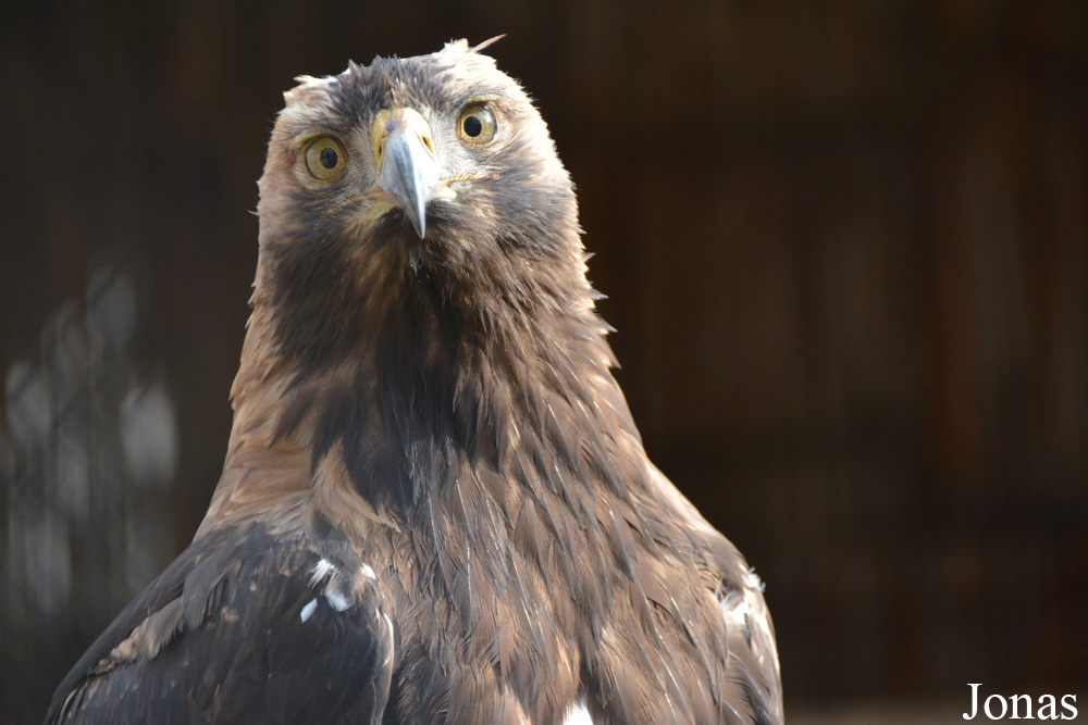 Aquila heliaca