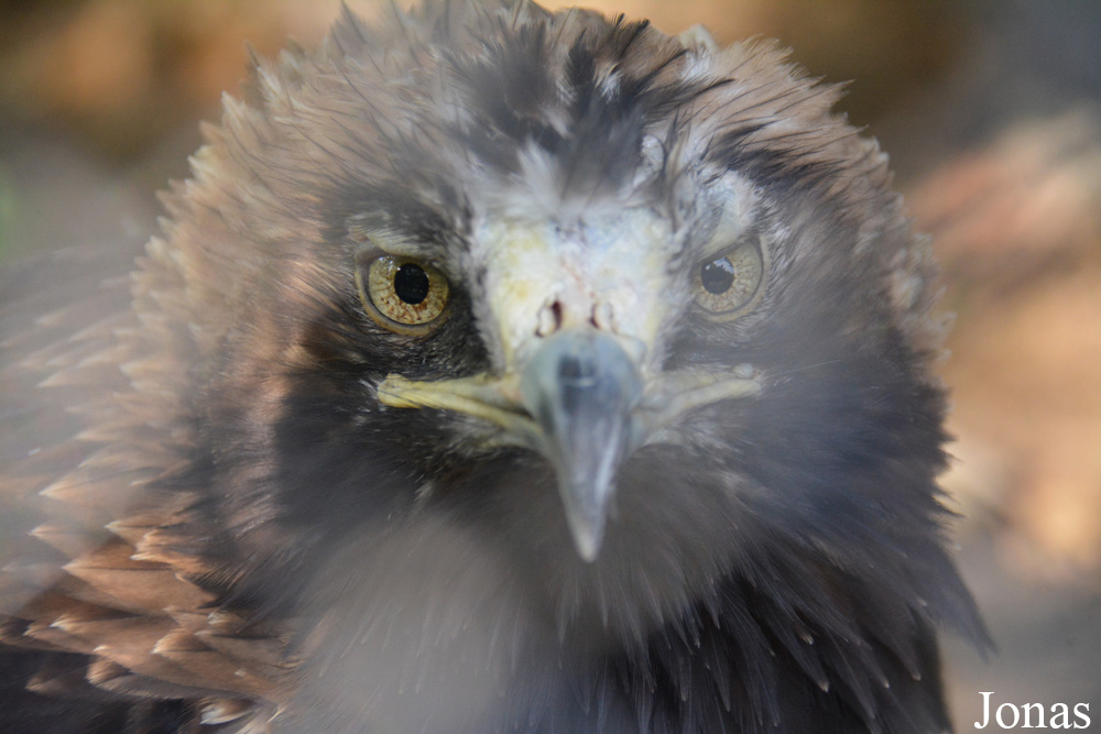 Aquila heliaca