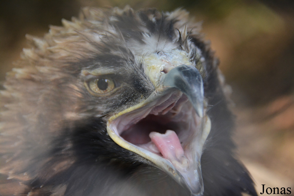 Aquila heliaca