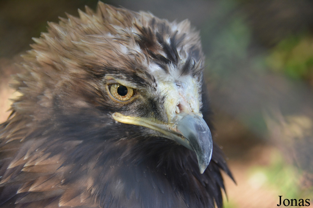 Aquila heliaca