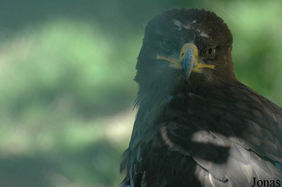 Aquila nipalensis