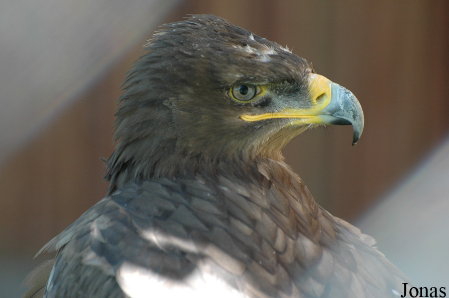 Aquila nipalensis